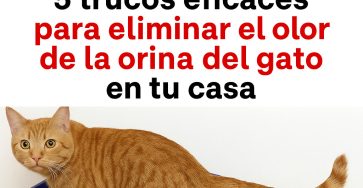 0e9ba10b e03a 4cb1 b780 a477fbffaae6