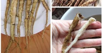 544882574 1207798318049819 6948362303231899833 n