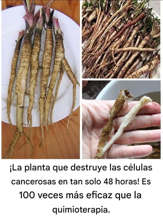 544882574 1207798318049819 6948362303231899833 n