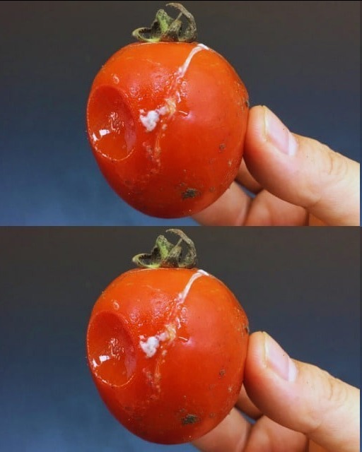 545762558 2252075838641791 1341587240342073677 n