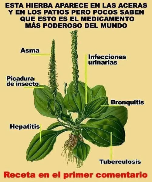 548818561 1316101159879194 4847524145369433588 n