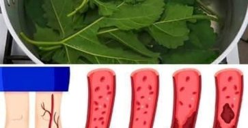 555522288 122217760274111867 6026790909226467132 n