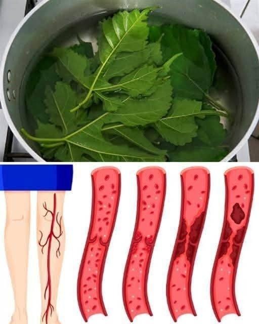 555522288 122217760274111867 6026790909226467132 n