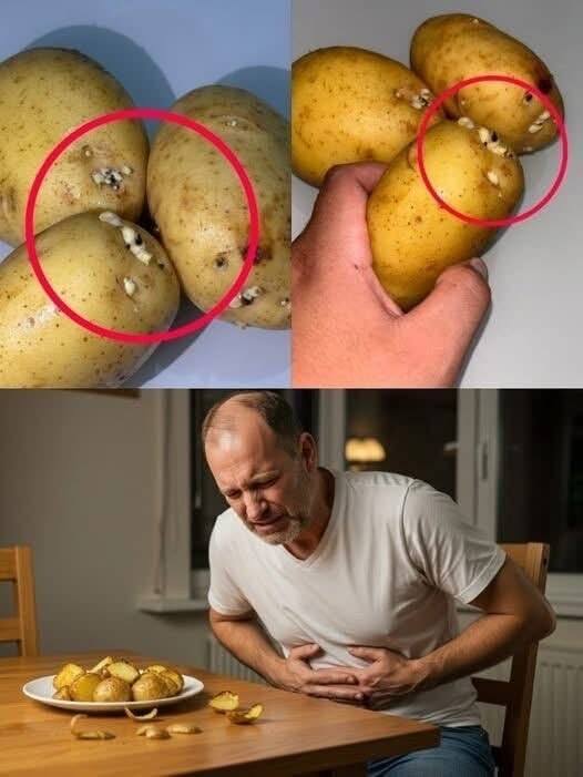 556131006 758626407012721 631448585584613930 n