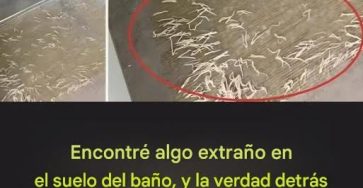 557275096 830408122893703 804313310933912890 n