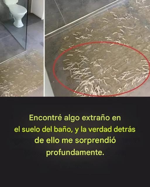 557275096 830408122893703 804313310933912890 n