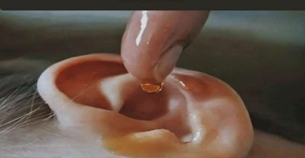 557632662 1167484142191987 3462295347090605739 n