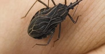 557698177 1169280972012304 6242113368887556602 n