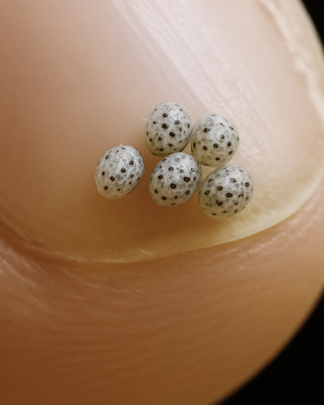 559698134 122267962112072553 6787440454487003432 n