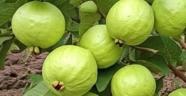 591366633 122171815202424691 4291479708047450931 n