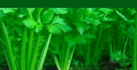 5eb68e15 79e4 4a29 b5af c0cae43a181f (1)