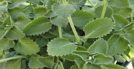 607714715 1402075144661124 981262812621356351 n