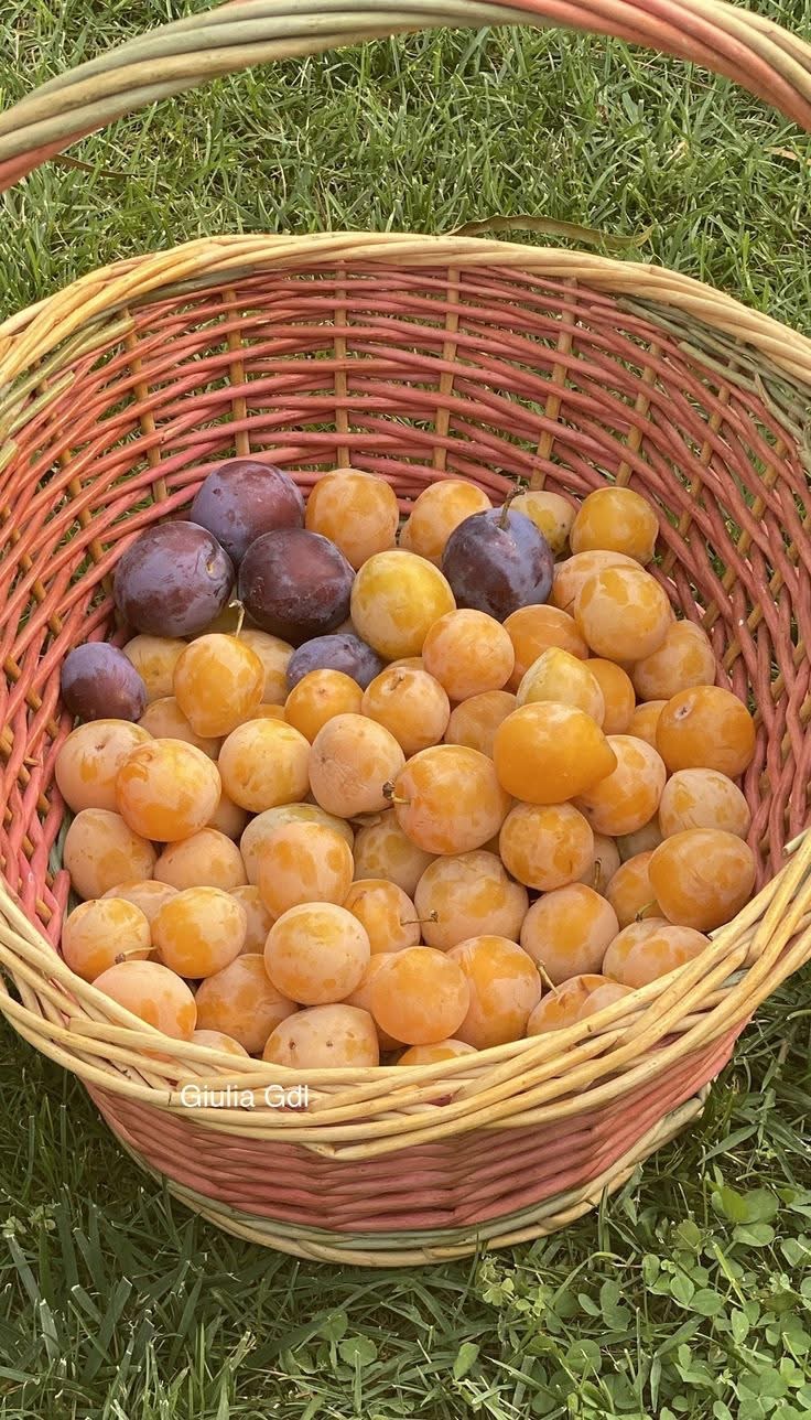 616136197 909777835040446 3235128106126352804 n