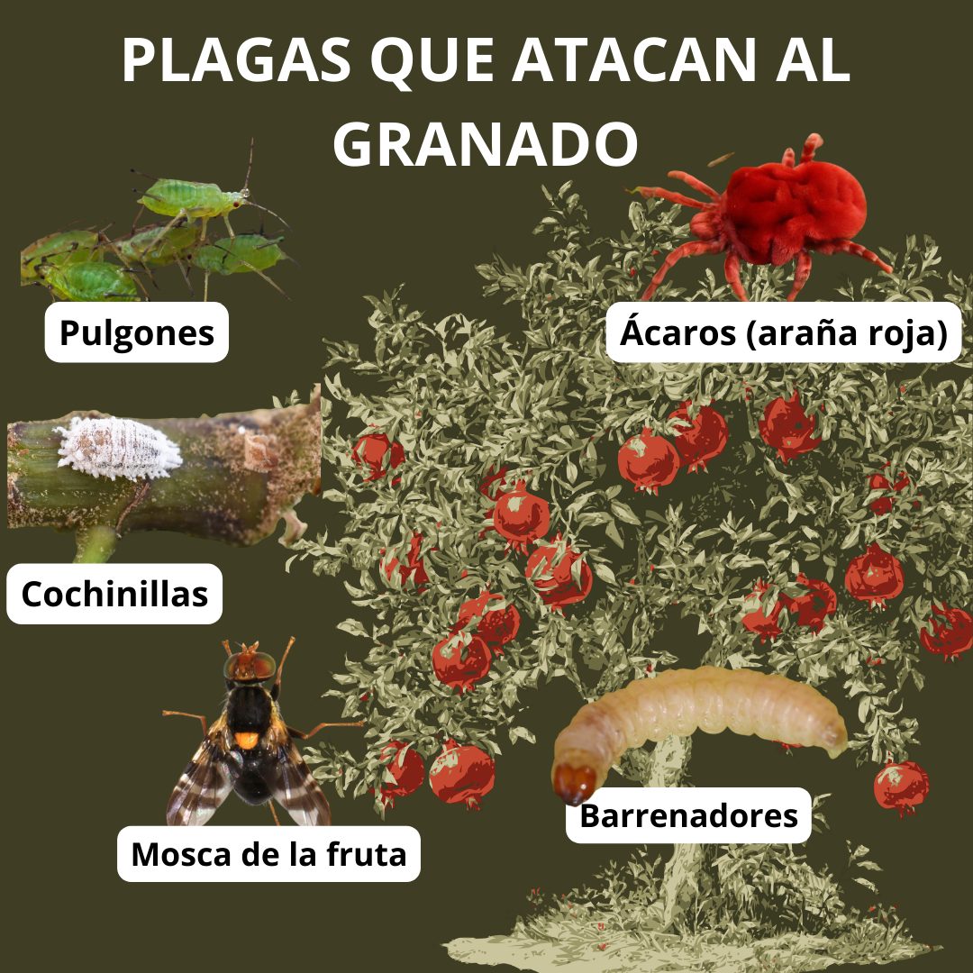 634661999 122279402156068844 7818827293697325405 n