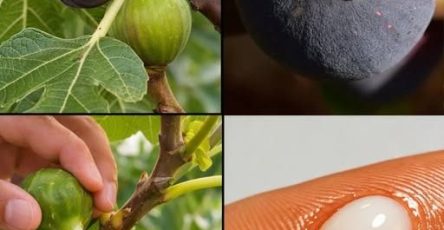 642787941 964425949607756 6707595274602035047 n