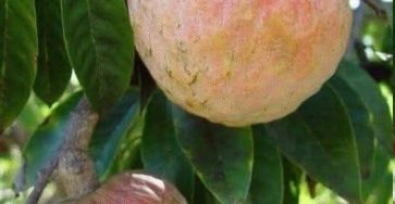 650065918 899448642867235 1086425288845900883 n