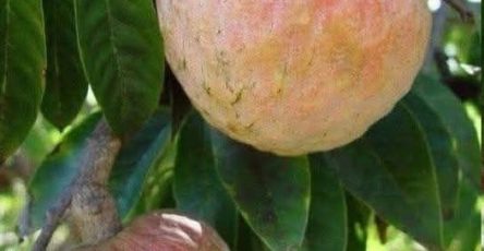 650065918 899448642867235 1086425288845900883 n