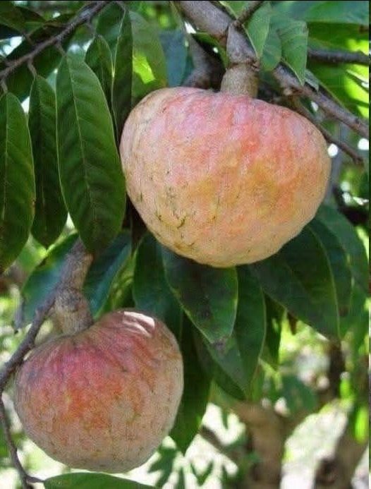 650065918 899448642867235 1086425288845900883 n