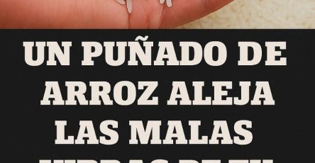 WhatsApp Image 2025 06 08 at 17.28.27