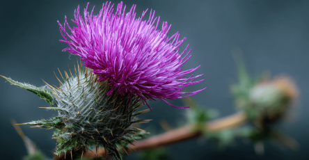 Danrus29 Milk Thistle Silybum marianum The Hidden Healer from N e2f2ac81 cc42 4d4a b831 2a527ab0c6ff