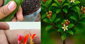 E0bc0787 0e2a 420a 8de8 f641175758a8