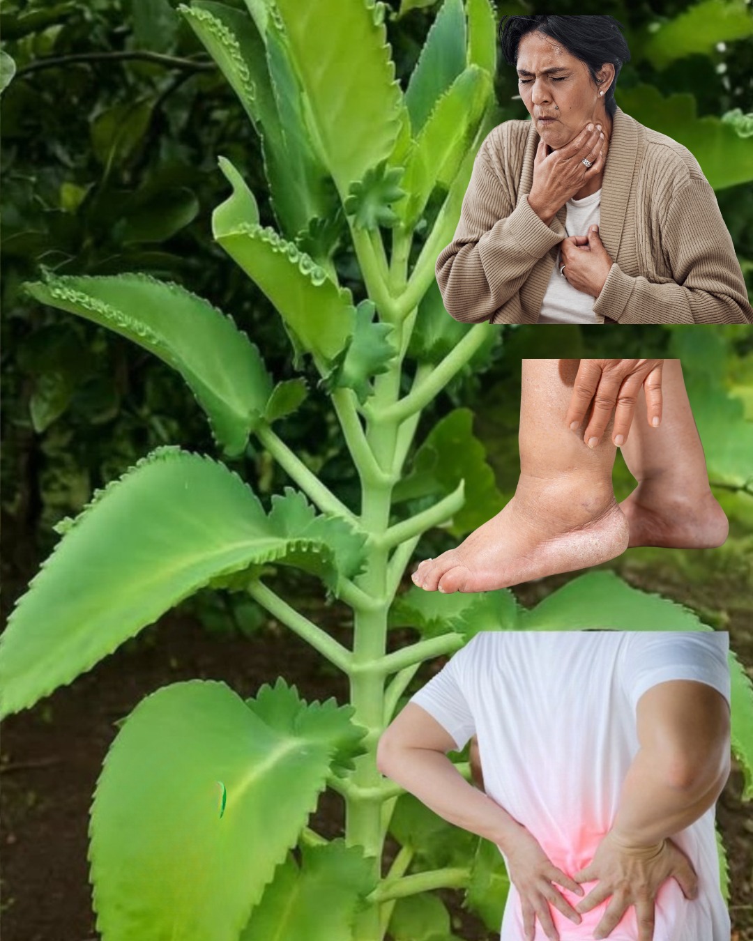 557647411 122130546620943773 3521185206069998986 n