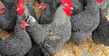 647144561 1741853910557885 6799890690602392817 n