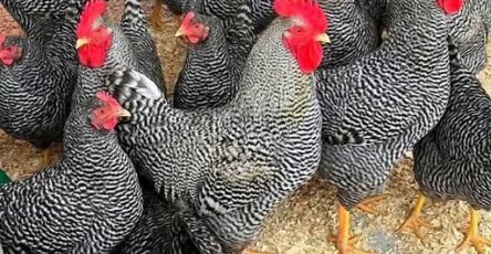 647144561 1741853910557885 6799890690602392817 n