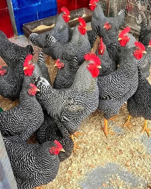 647144561 1741853910557885 6799890690602392817 n