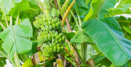 65092034 platano verde del arbol de platano foto horizontal