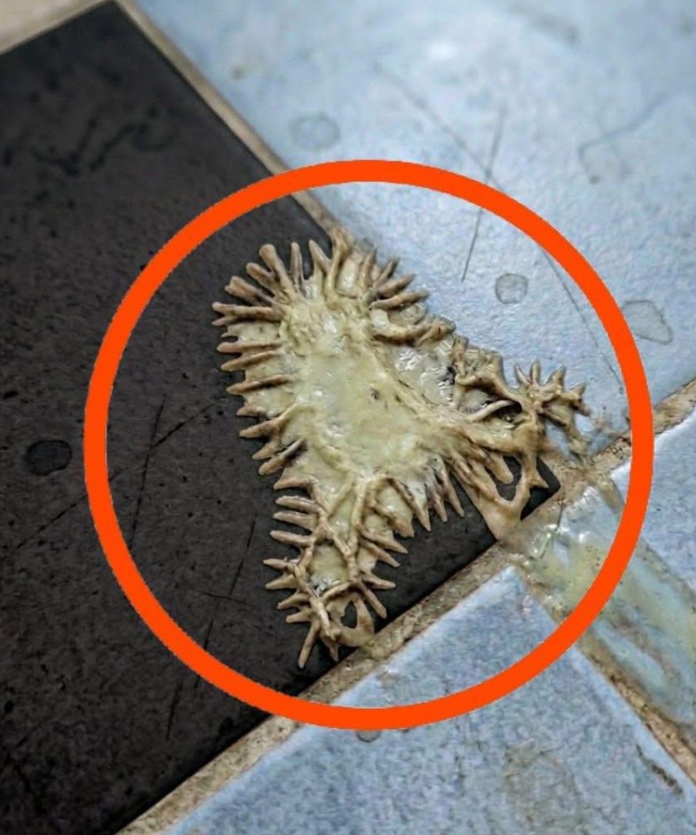 672670487 1519826706202690 981240389608482748 n (1)