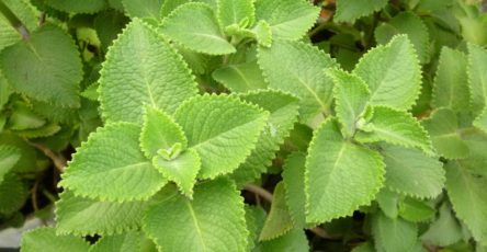 7oreganonP1050495 1536x1152