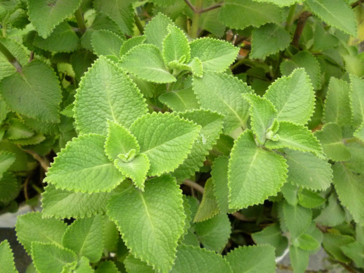 7oreganonP1050495 1536x1152