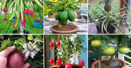 Frutas topicales maceta