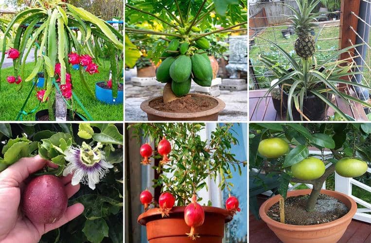 Frutas topicales maceta