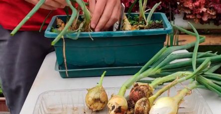 Cultivar cebollas sin semilla en maceta