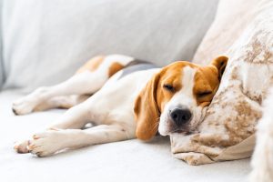 Dog Tired After Daycare